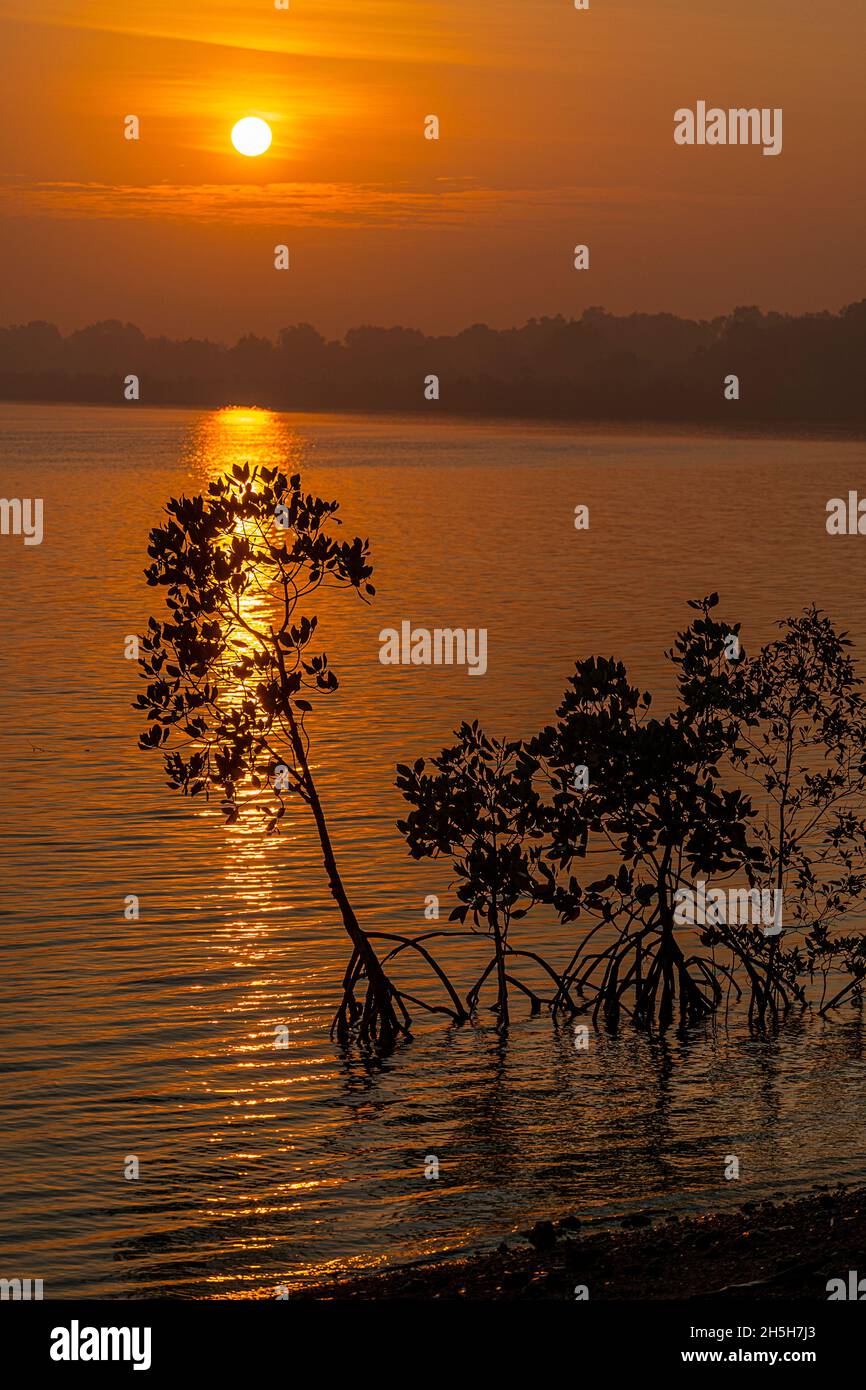 Red Mangroves (Rhizophora stylosa) silhouetted against morning sunrise, Cape York Peninsula, Queensland, Australia Stock Photo