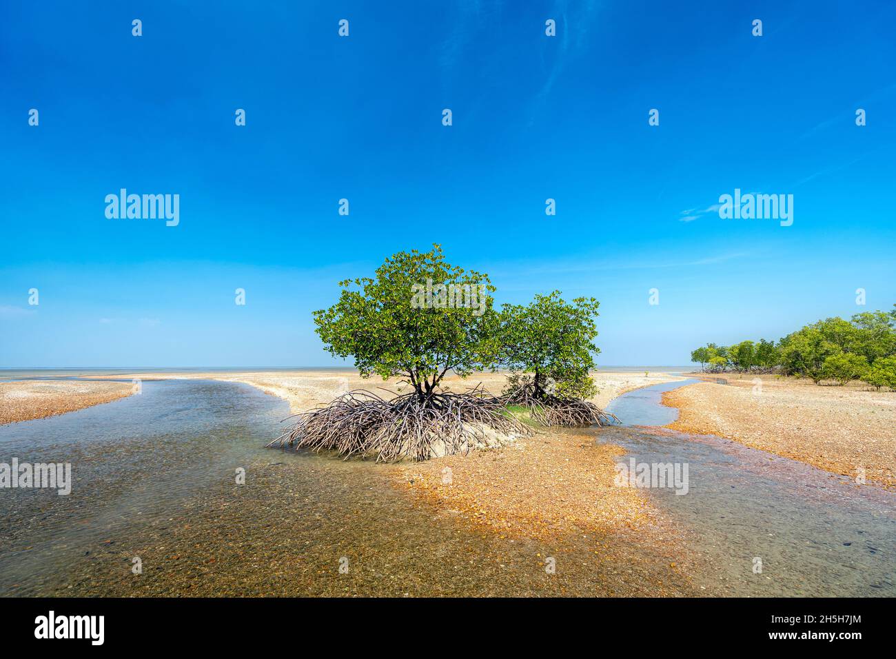 Red Mangroves (Rhizophora stylosa) growing on shelly beach, Cape York Peninsula, Queensland Australia Stock Photo