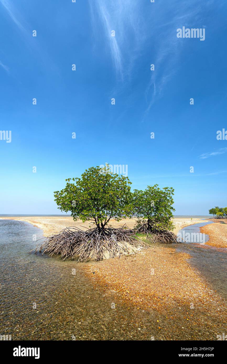 Red Mangroves (Rhizophora stylosa) growing on shelly beach, Cape York Peninsula, Queensland Australia Stock Photo