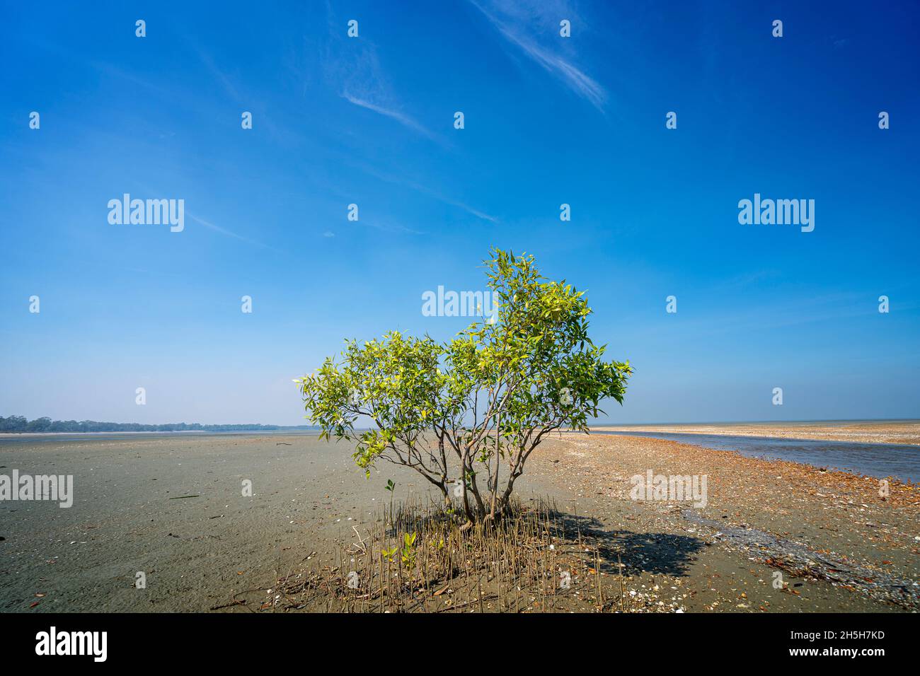Grey Mangrove (Avicennia marina) growing on shelly beach, Cape York Peninsula, Queensland Australia Stock Photo