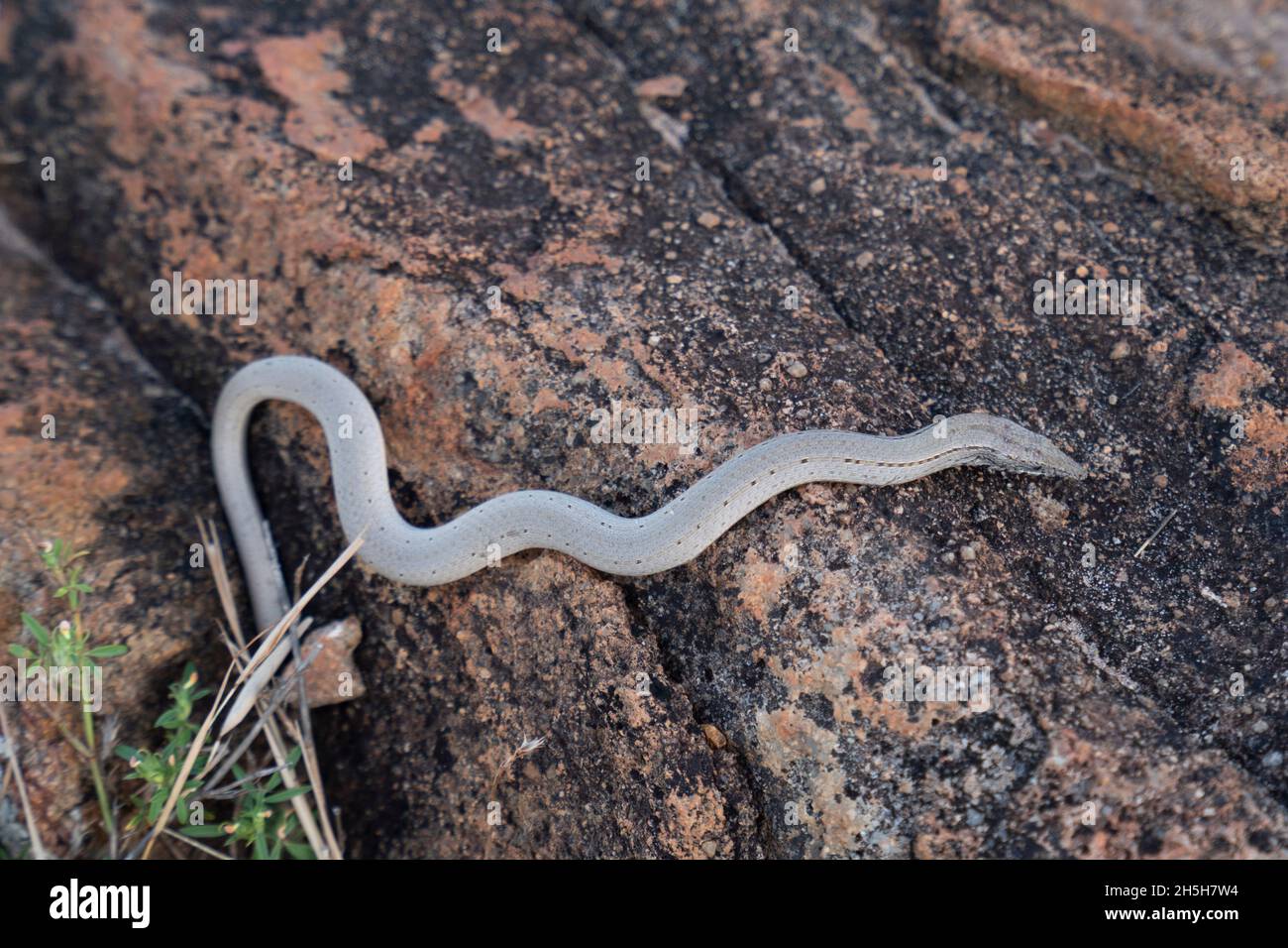 Possible burtons legless lizard hires stock photography and images Alamy