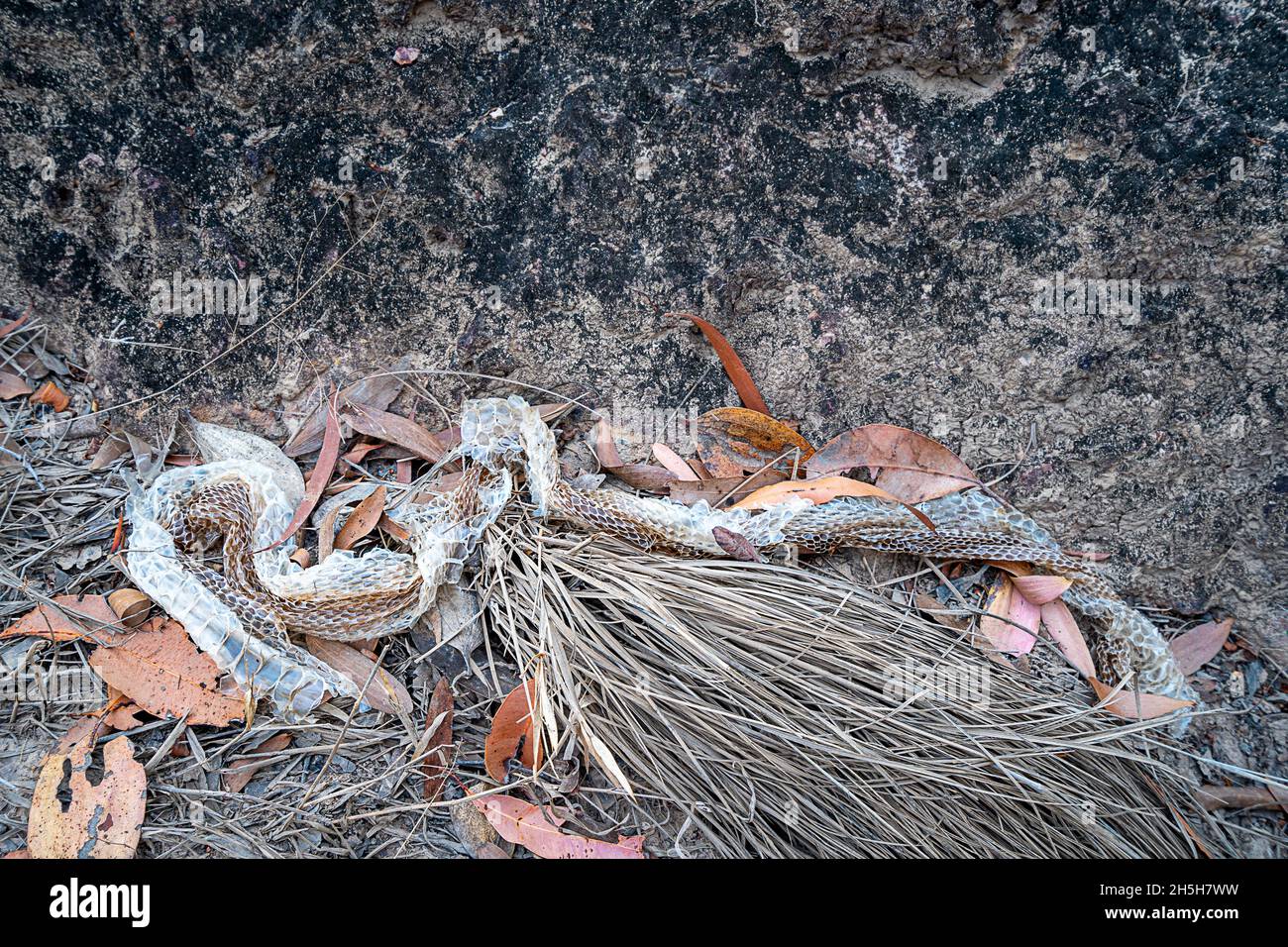 Shed snake skin on ground Stock Photo