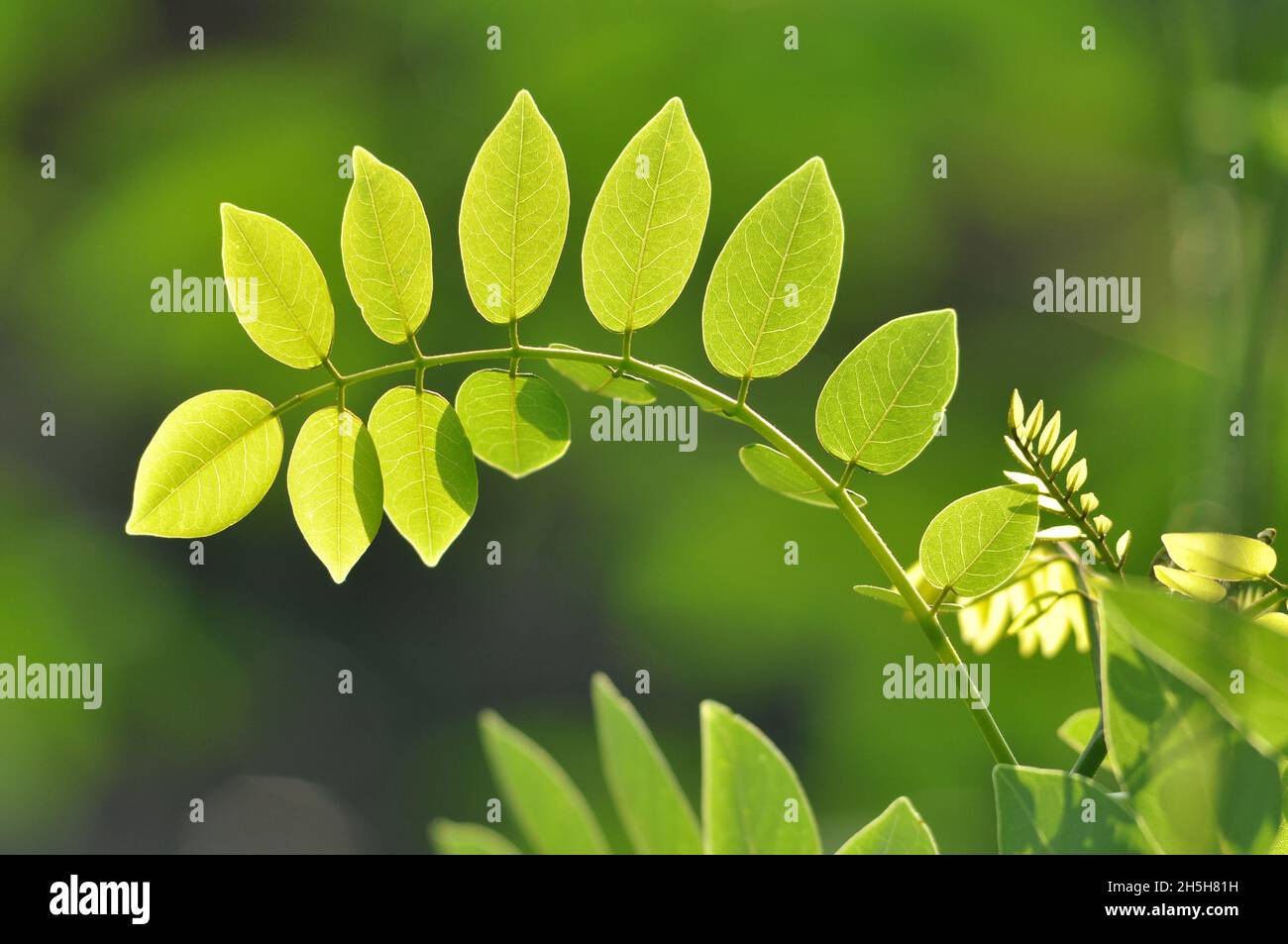 Green leaves in morning sun hi-res stock photography and images - Alamy