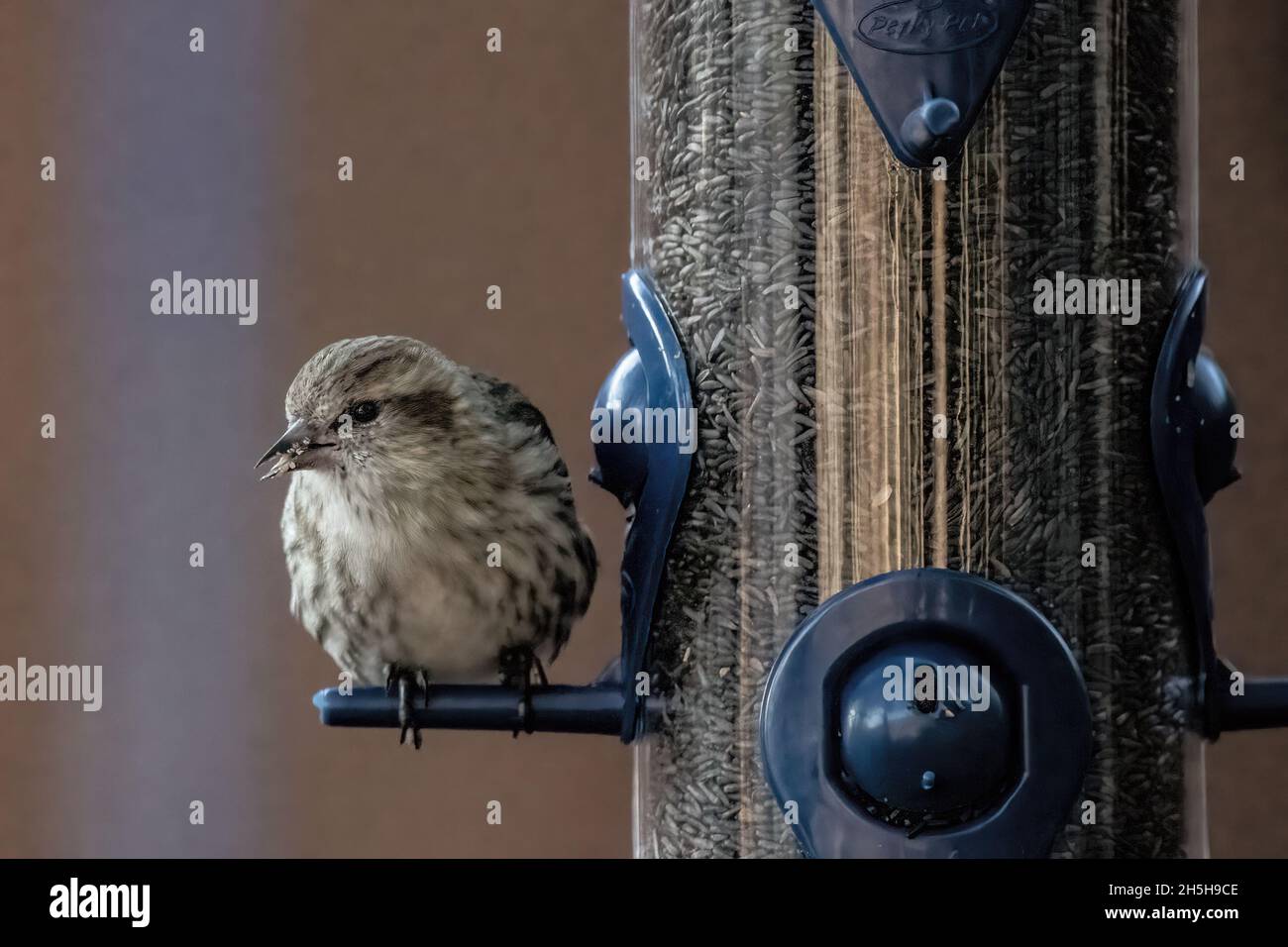 Pine siskin perched on a backyard thistle feeder on an autumn day. Stock Photo