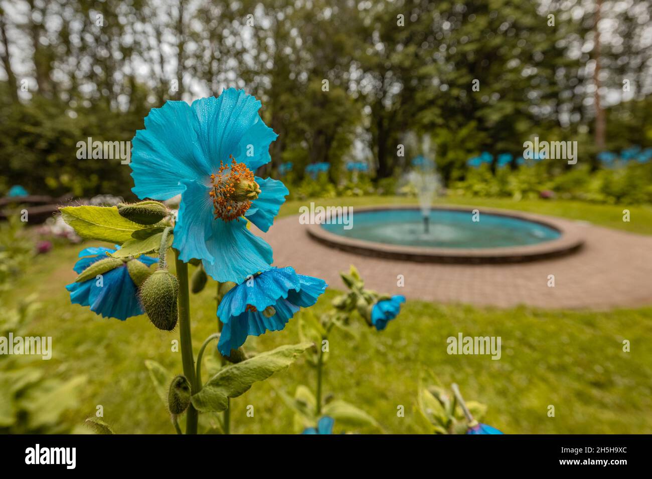 Detail of a blue flower in the botanical garden of Akureyri in Iceland with a water fountain in the background. Stock Photo