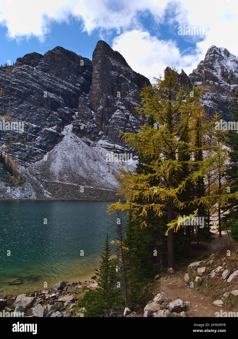 Portrait view of Lake Agnes in fall with yellow colored larch trees and