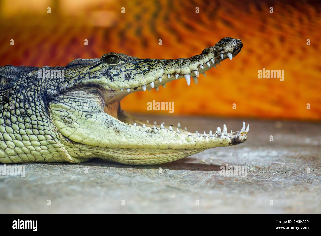 A closeup photo of a crocodile with open jaws. Crocodile head with open mouth Stock Photo