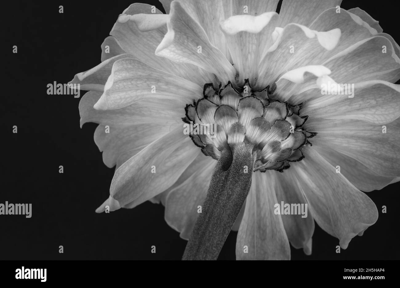 Macro black and white photo of a wild flower Stock Photo - Alamy