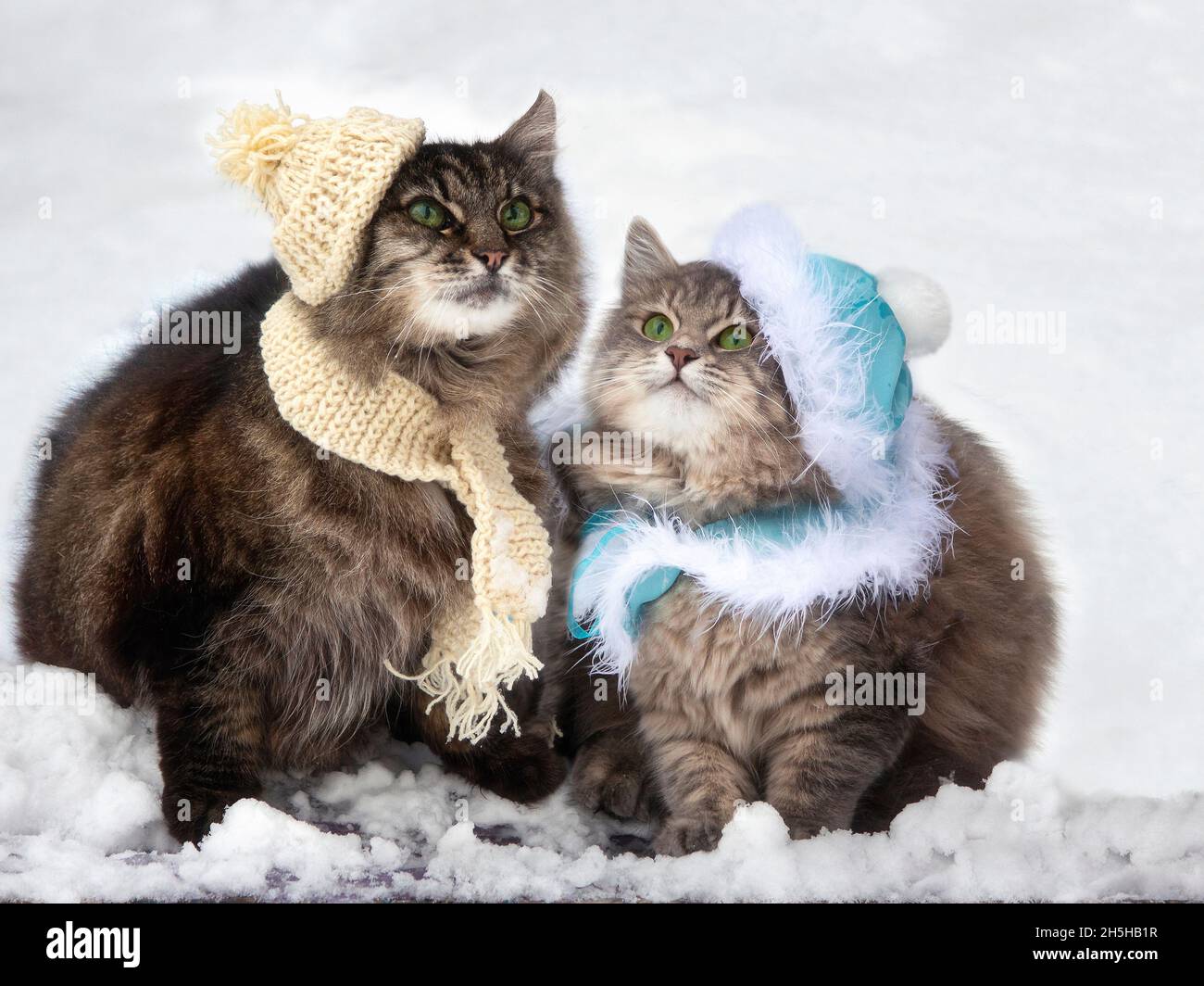 Two funny cats sitting on the snow Stock Photo