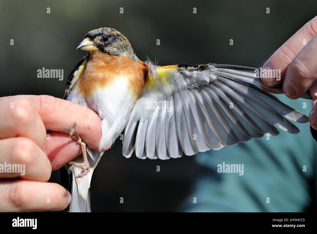 Jerusalem. 9th Nov, 2021. A staff member holds a chaffinch bird (Fringilla coelebs) during bird ringing in Jerusalem Bird Observatory on Nov. 9, 2021. Each ring is marked with an ID number. The body condition of those birds is checked before they are released back to nature. Credit: Gil Cohen Magen/Xinhua/Alamy Live News Stock Photo