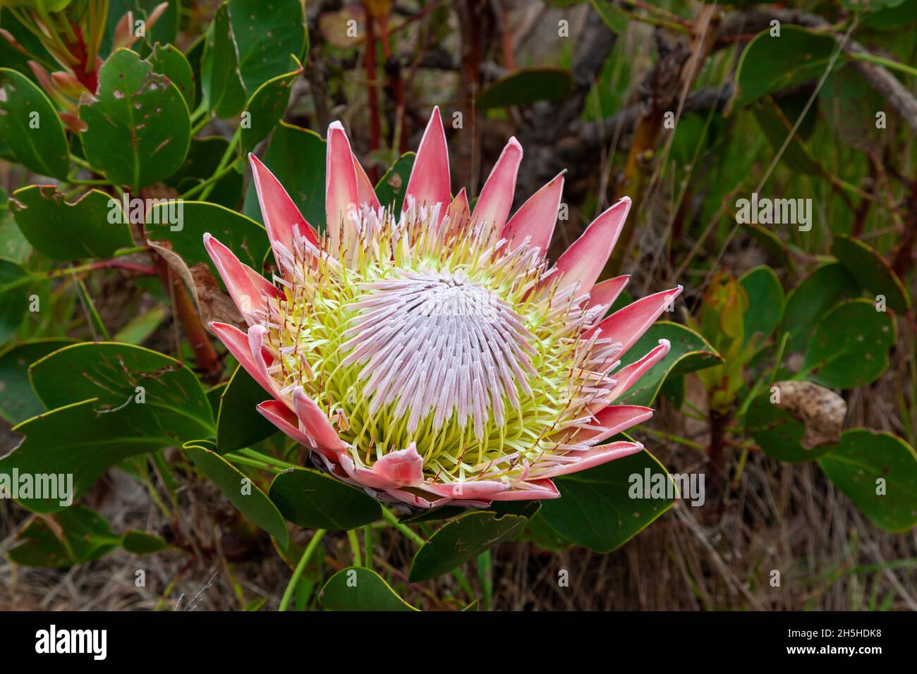 A King or Giant Protea (Protea cynaroides), South Africa's national