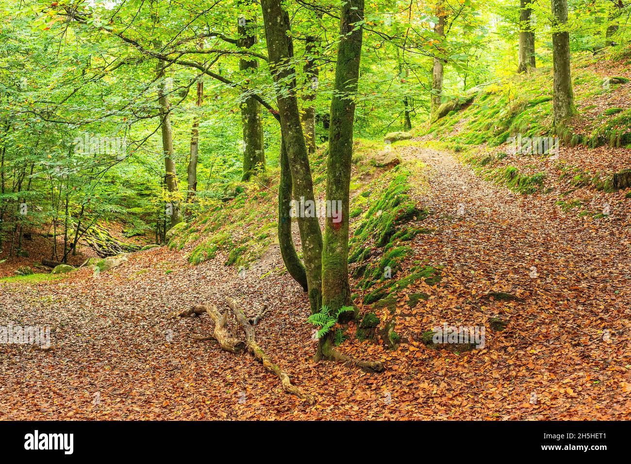 Path in a beech forest in autumn time in Tyringe, Scania, Sweden, Scandinavia Stock Photo