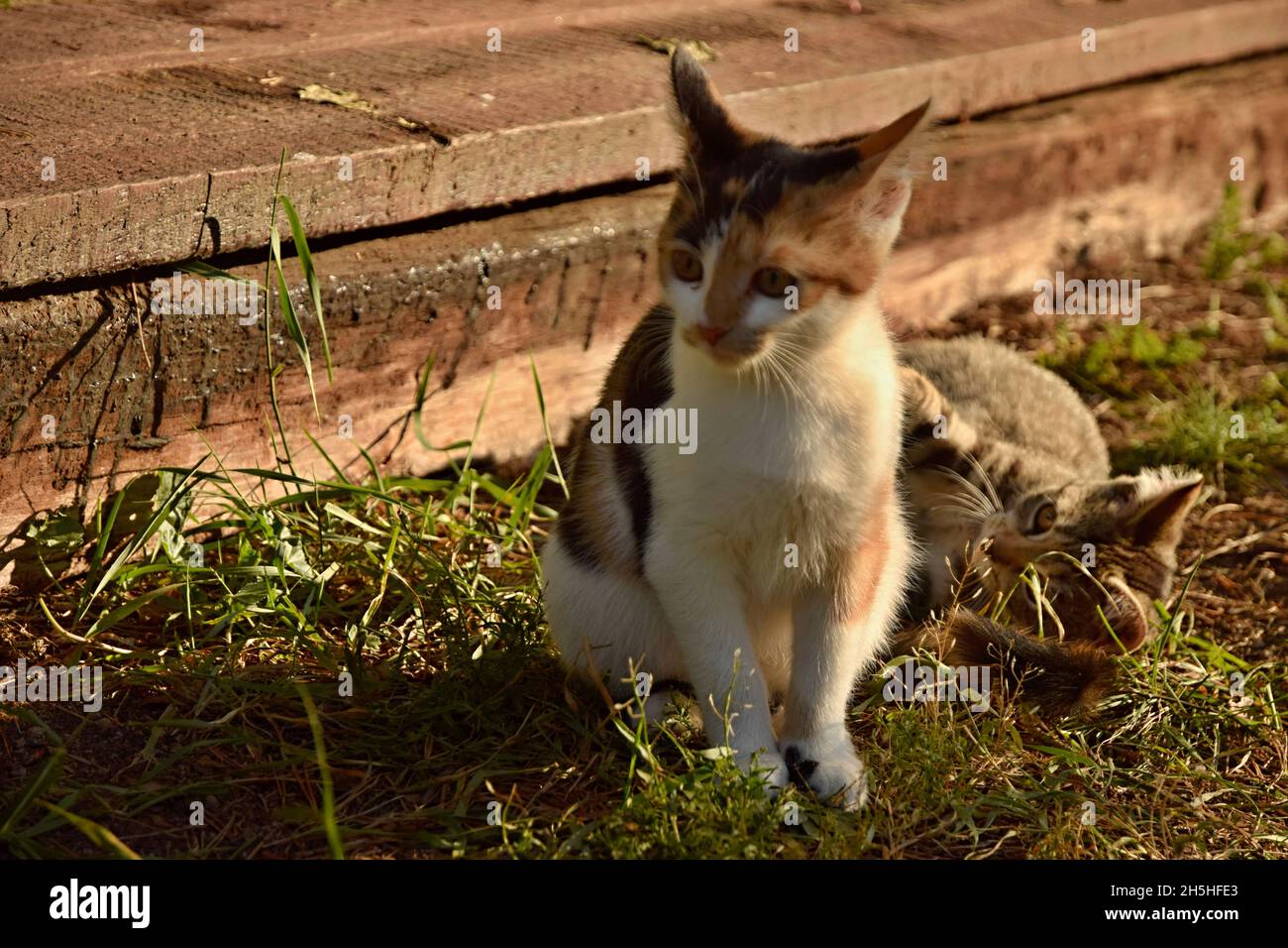 A two kittens play together Stock Photo
