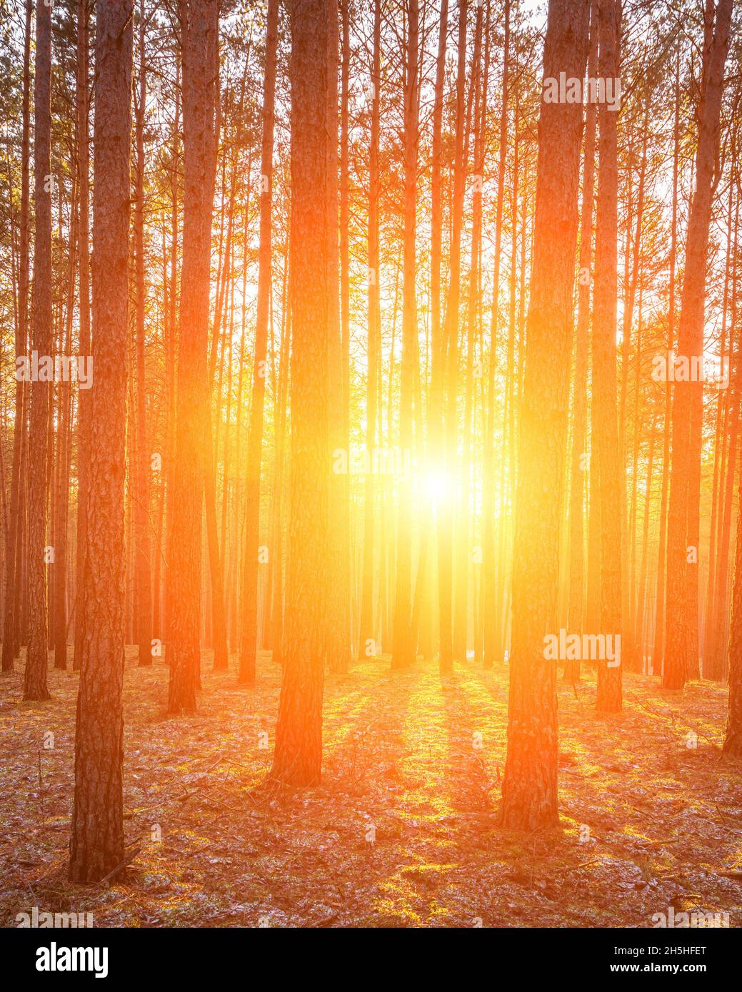 Green pine trees snow sunlight hi-res stock photography and images - Alamy