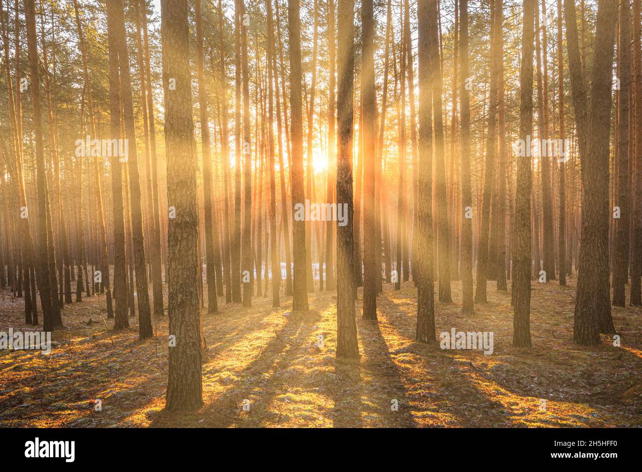 Sunbeams illuminating the trunks of pine trees at sunset or sunrise in ...