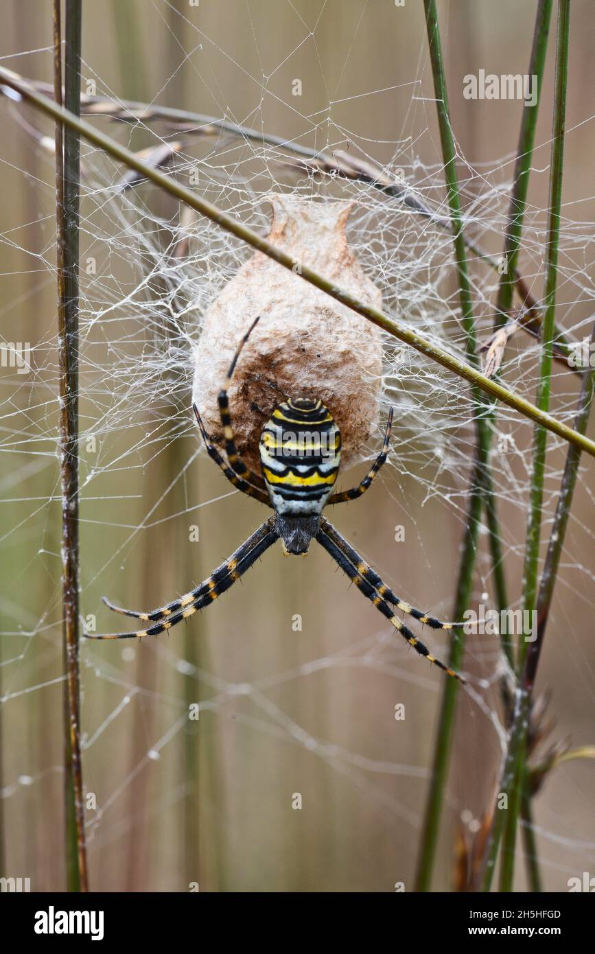 Wasp spider (Argiope bruennichi) at the cocoon, Emsland, Lower Saxony, Germany Stock Photo