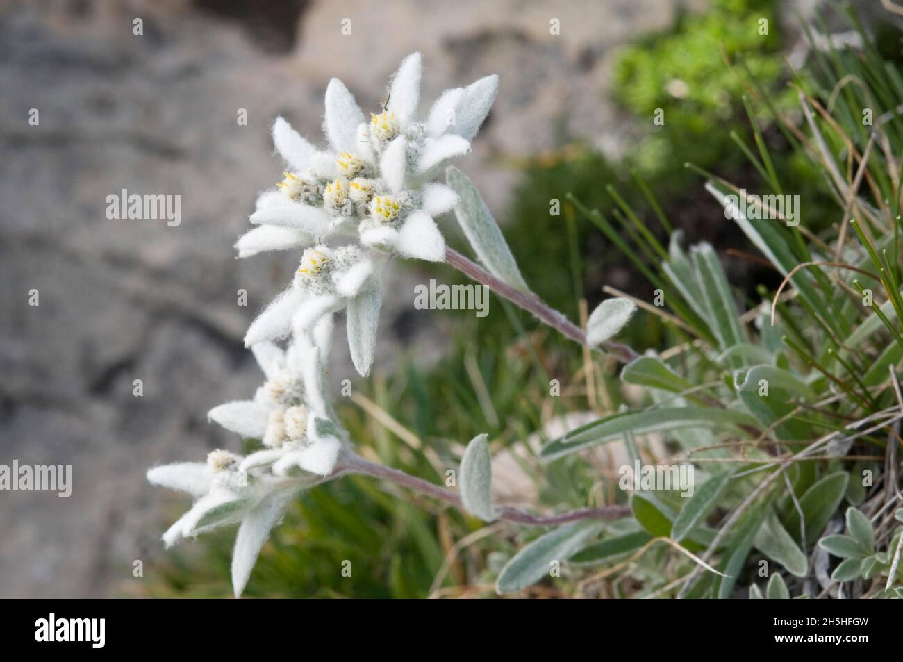 Alpine edelweiss (Leontopodium alpinum), Alpe di Siusi, Dolomites, Italy Stock Photo