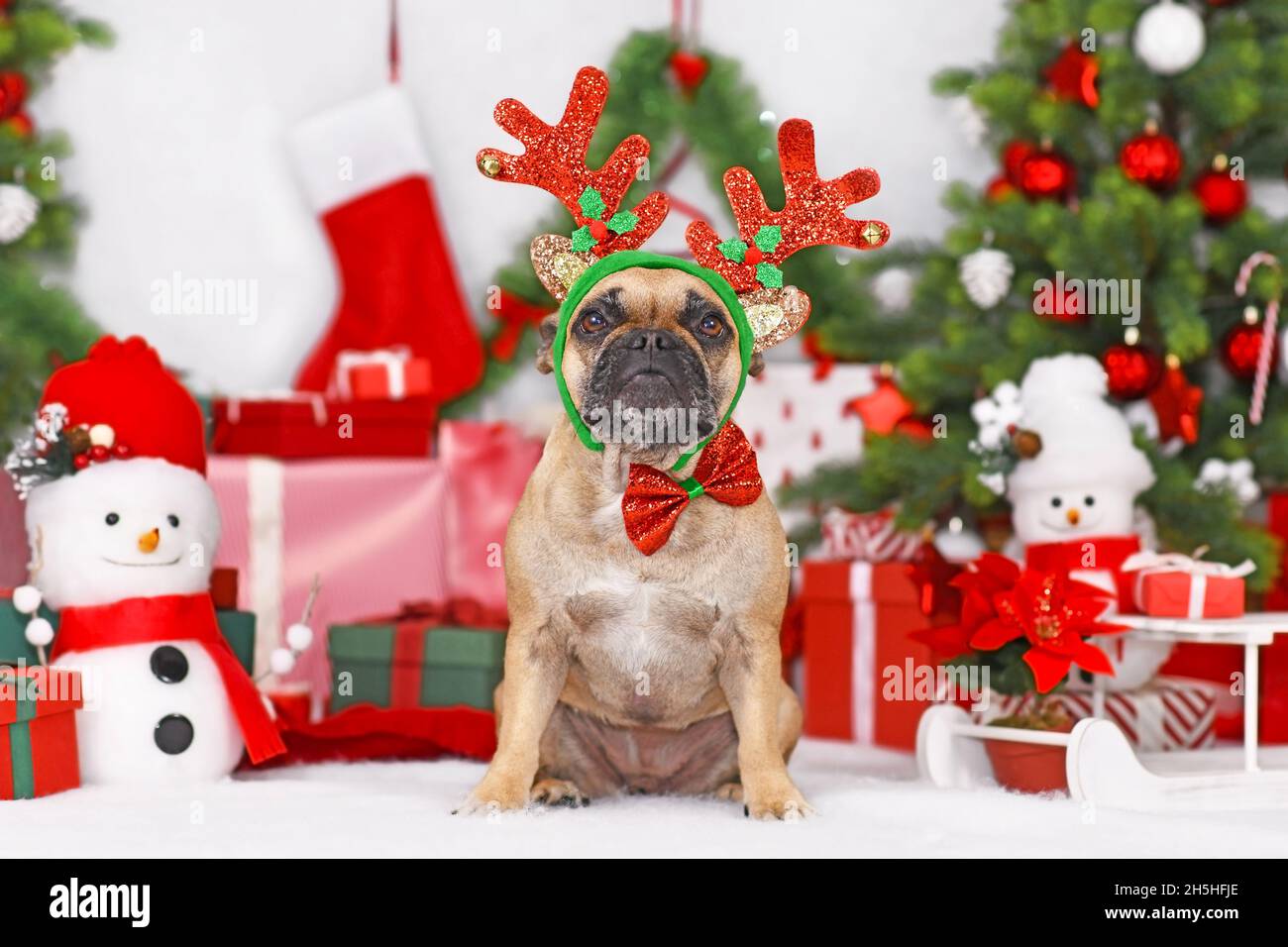 Reindeer Christmas costume dog. French Bulldog wearing antlers sitting in front of Christmas trees and gift boxes Stock Photo