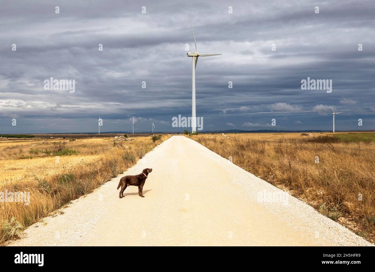 Dog in front of wind turbines on the Paramo de Masa plateau, Burgos province, Castile, Spain Stock Photo