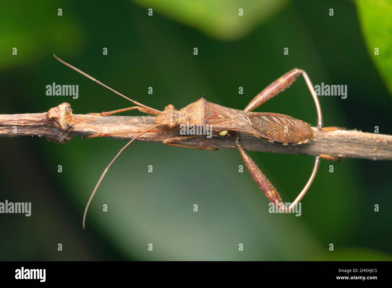 Broad Headed bugs, Alydus calcaratus, Satara, Maharashtra, India Stock Photo