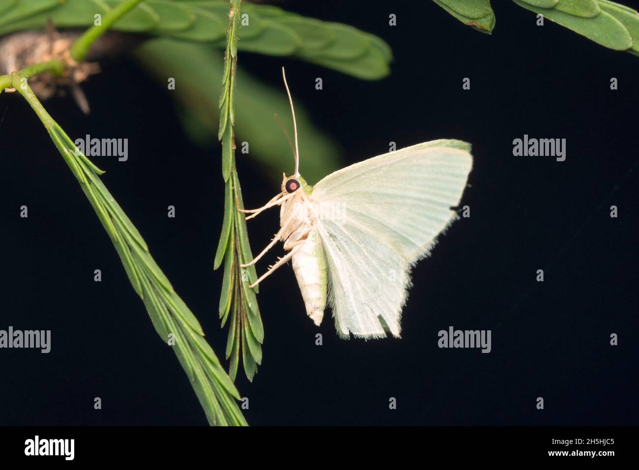 Jodis moth, Jodis putata, Satara, Maharashtra, India Stock Photo