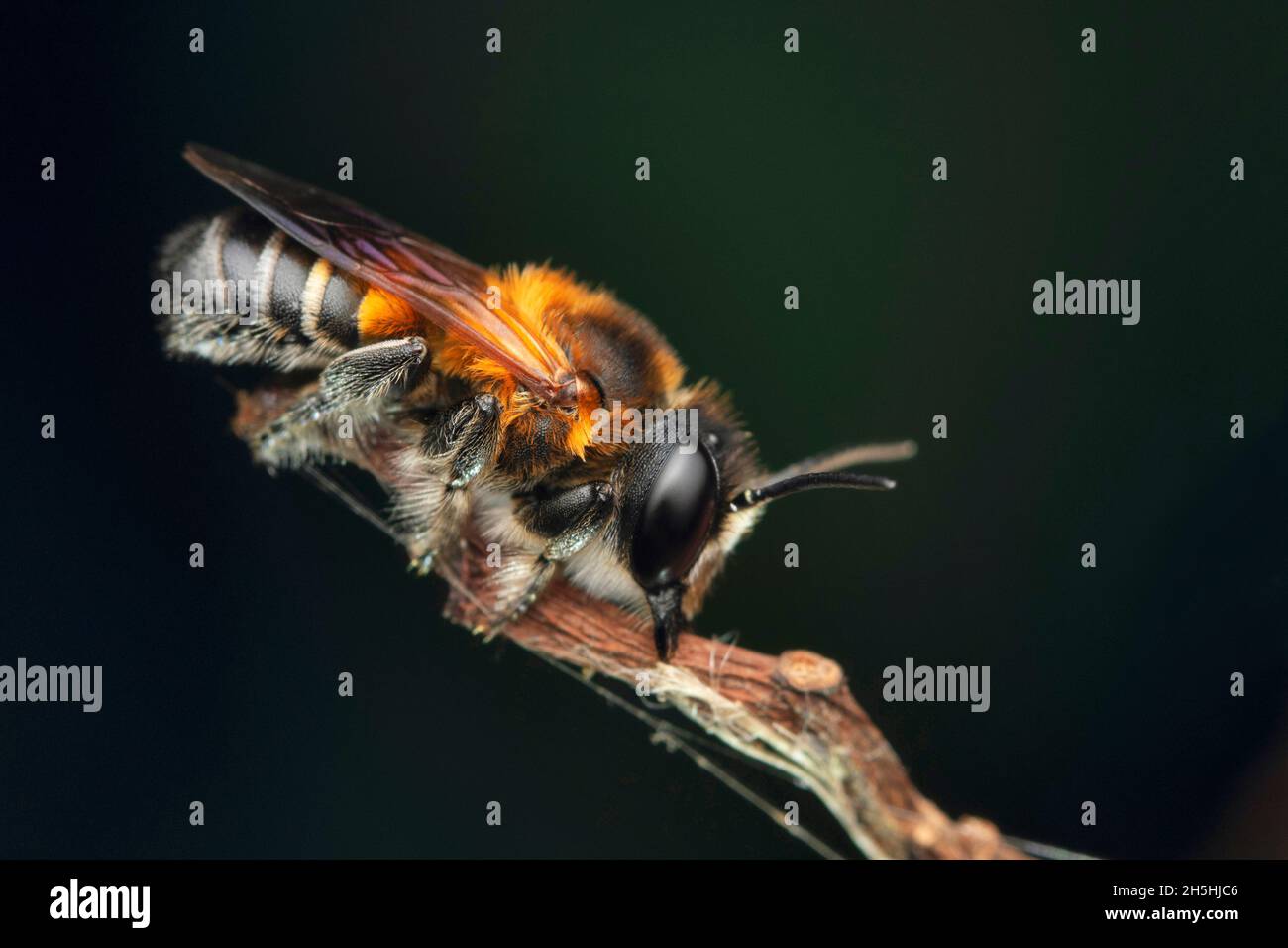 Lateral of giant resin bee, Megachile sculpturalis, Satara, Maharashtra, India, 2 Stock Photo