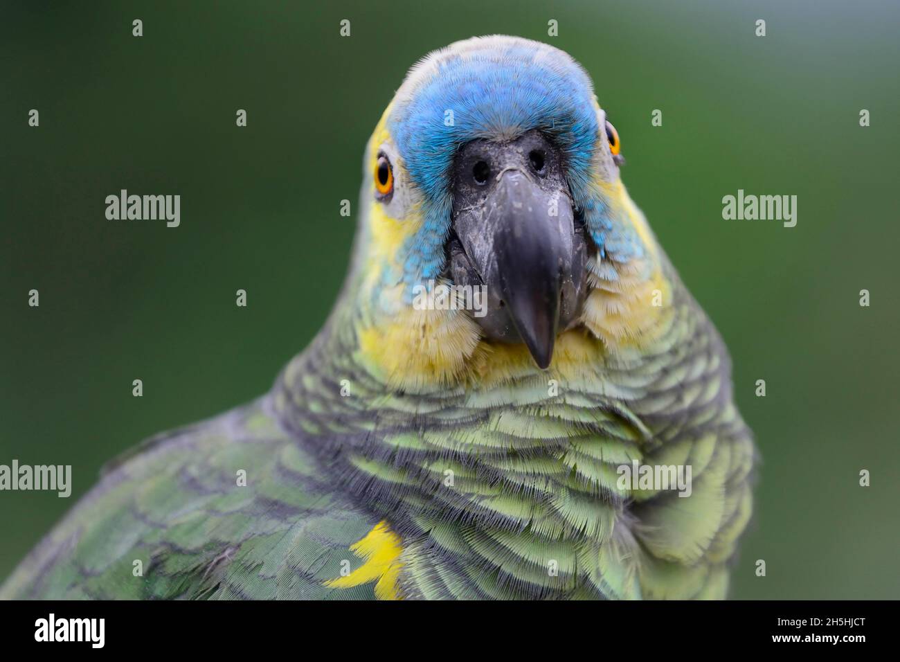 Bluefronted amazon (Amazona aestiva), portrait, Yungas, near Caranavi