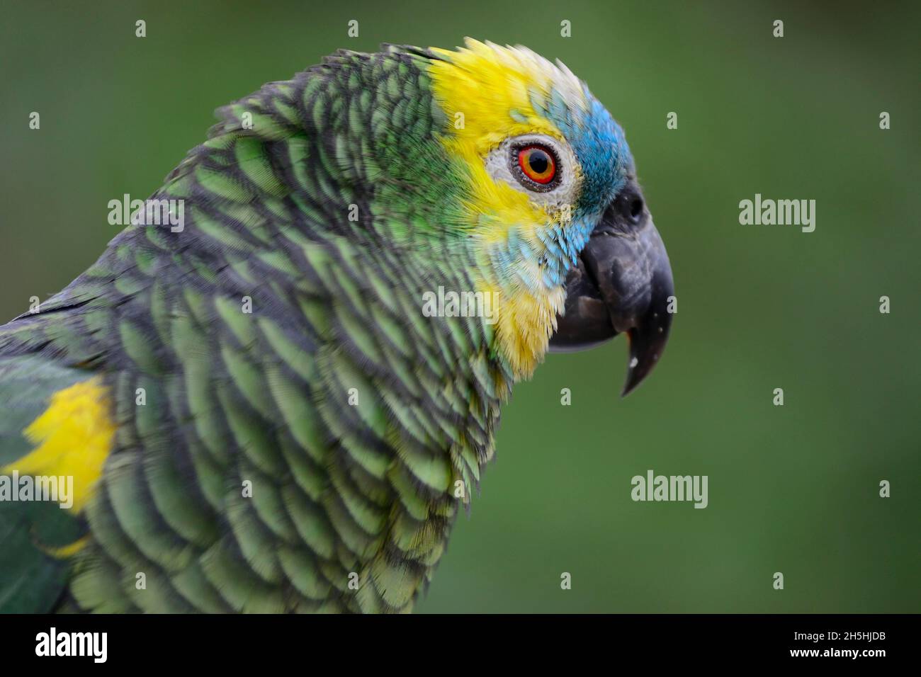Bluefronted amazon (Amazona aestiva), portrait, Yungas, near Caranavi