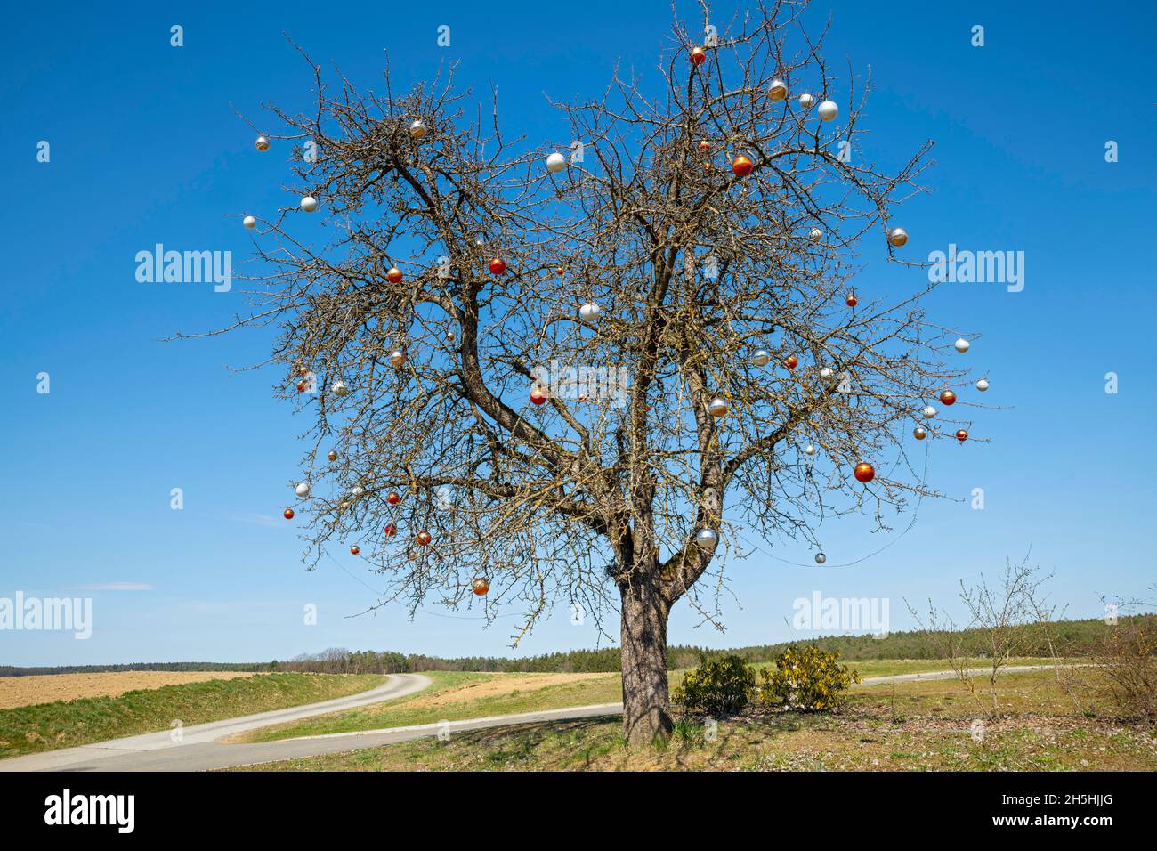 Eastern tree without leaves, decorated with Christmas tree balls, Limbach bei Neudau, Styria, Austria Stock Photo