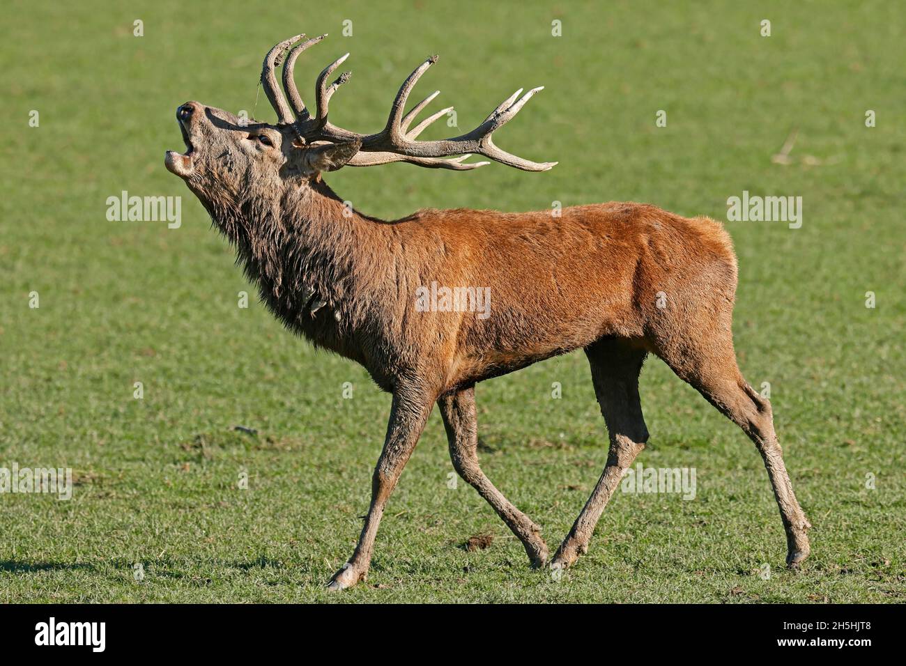 Red deer (Cervus elaphus), stag roaring during the rut, captive, France Stock Photo