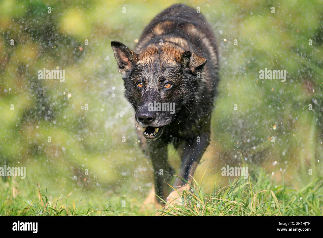 Wet through hires stock photography and images Alamy