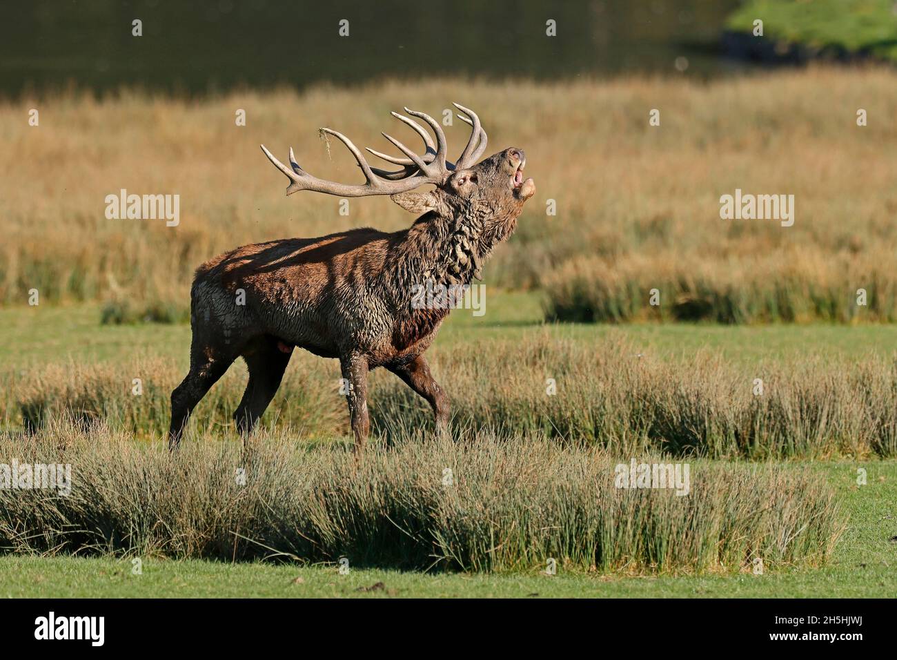 Red deer (Cervus elaphus), stag roaring during the rut, captive, France Stock Photo