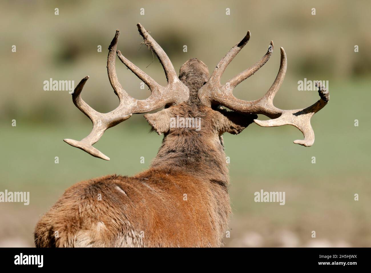 Red deer (Cervus elaphus), stag roaring during the rut, captive, France Stock Photo