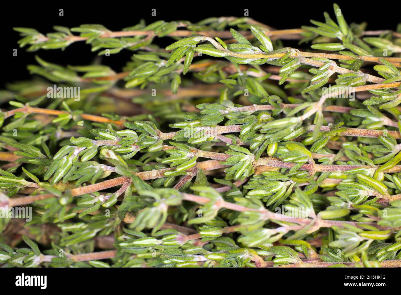 Fresh common thyme (Thymus vulgaris), studio photography with black
