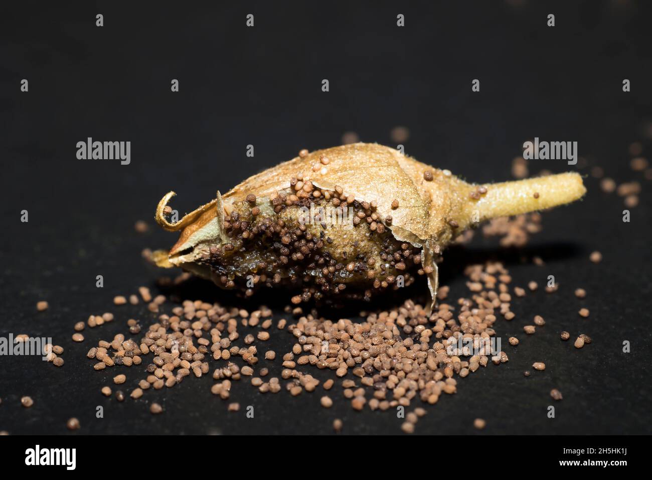 Dried seedpods of a cultivated tobacco (Nicotiana tabacum) Stock Photo