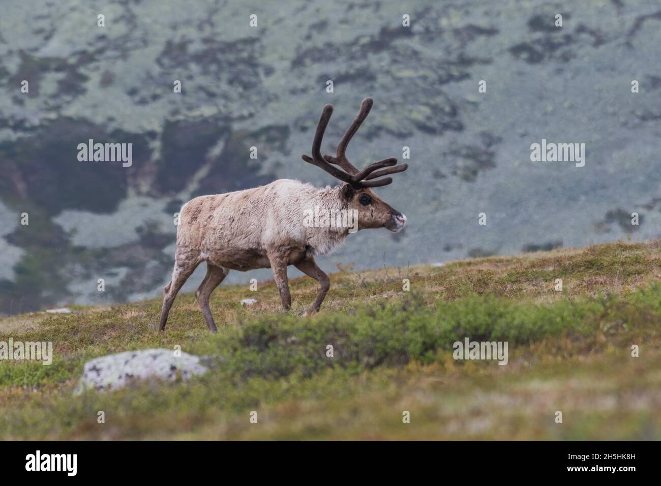 Reindeer (Rangifer tarandus Stock Photo Alamy