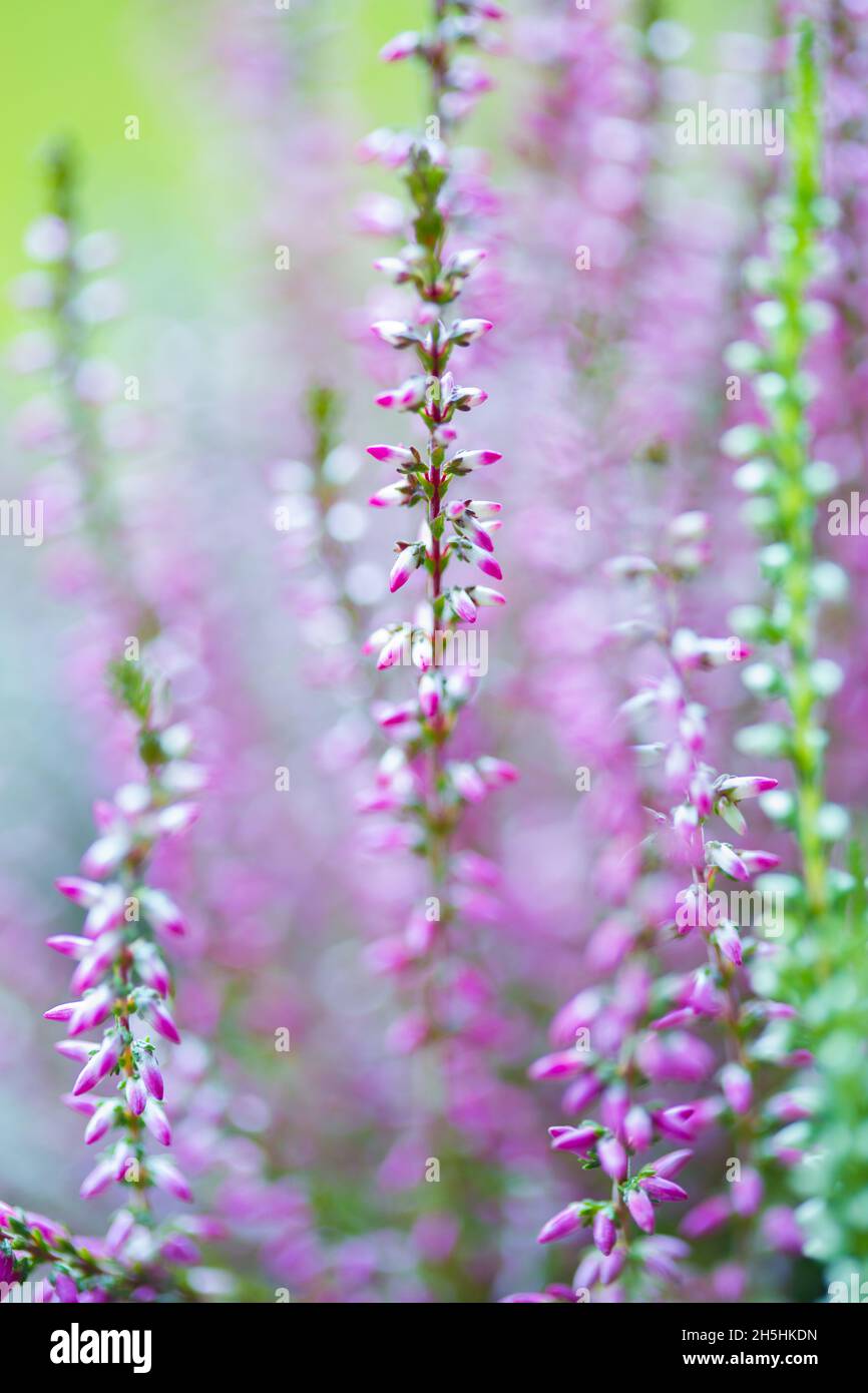 closeup shot of pink heather flowers on a blurred background Stock Photo