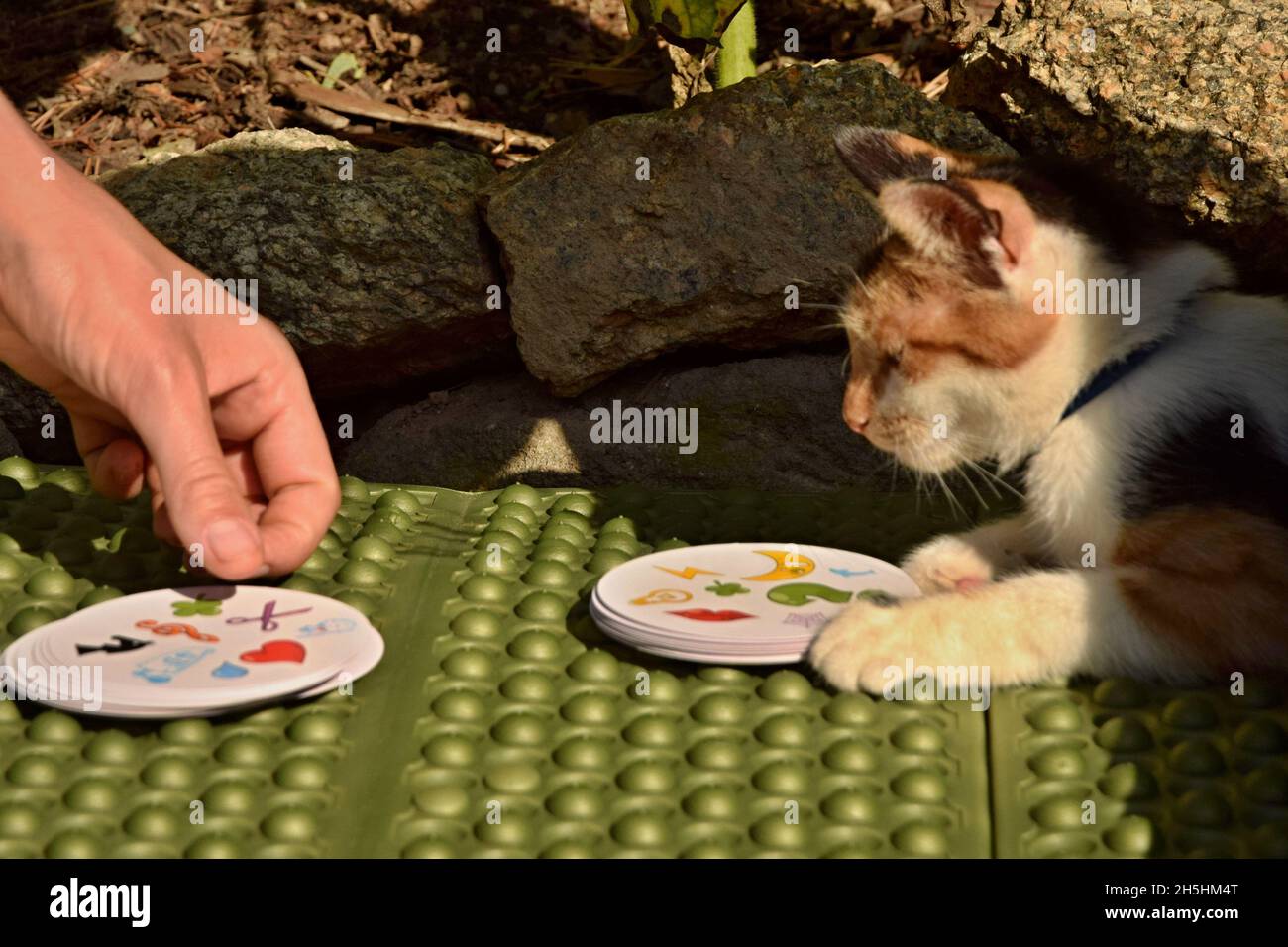 A curious piebald cat playing a card game. Stock Photo