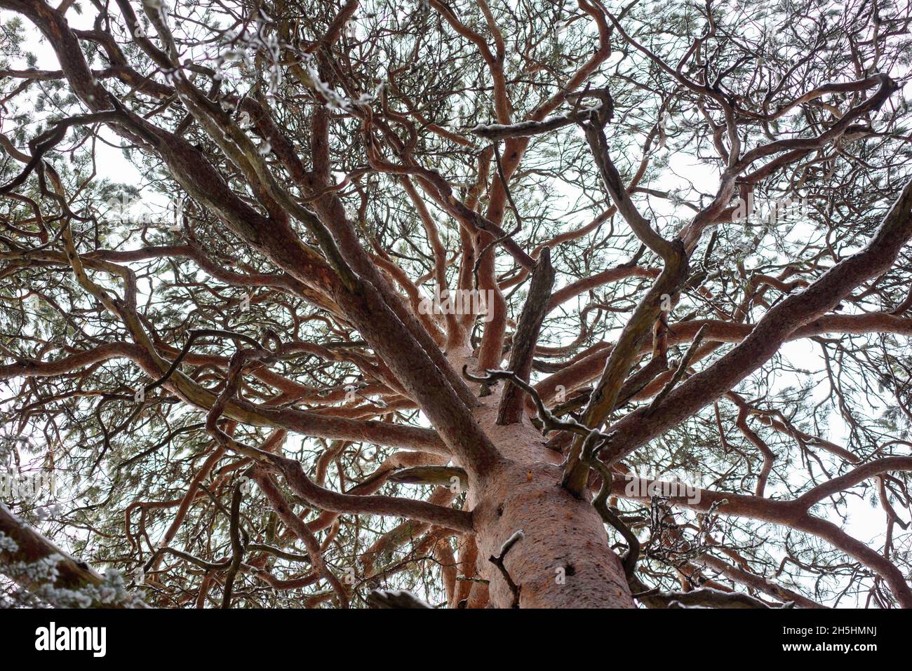 Twisted branch texture hi-res stock photography and images - Alamy