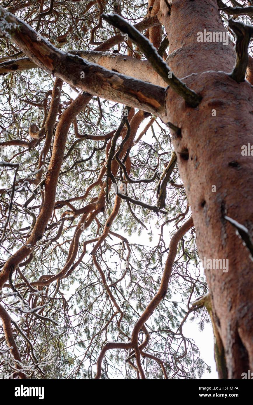 Twisted pine hi-res stock photography and images - Alamy