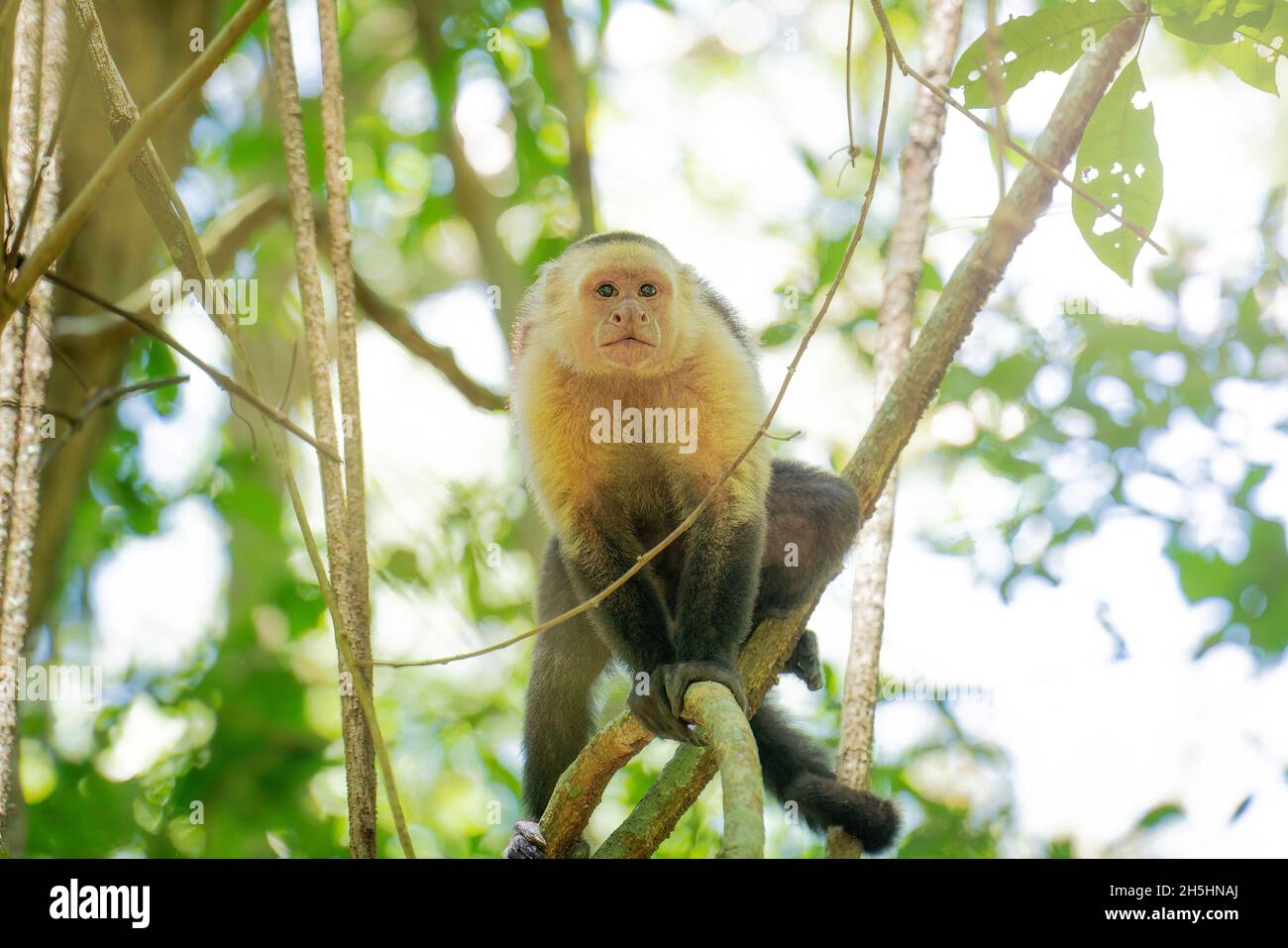 Panamanian white-headed capuchin sitting on the tree branch in the forest of Costa Rica. Stock Photo