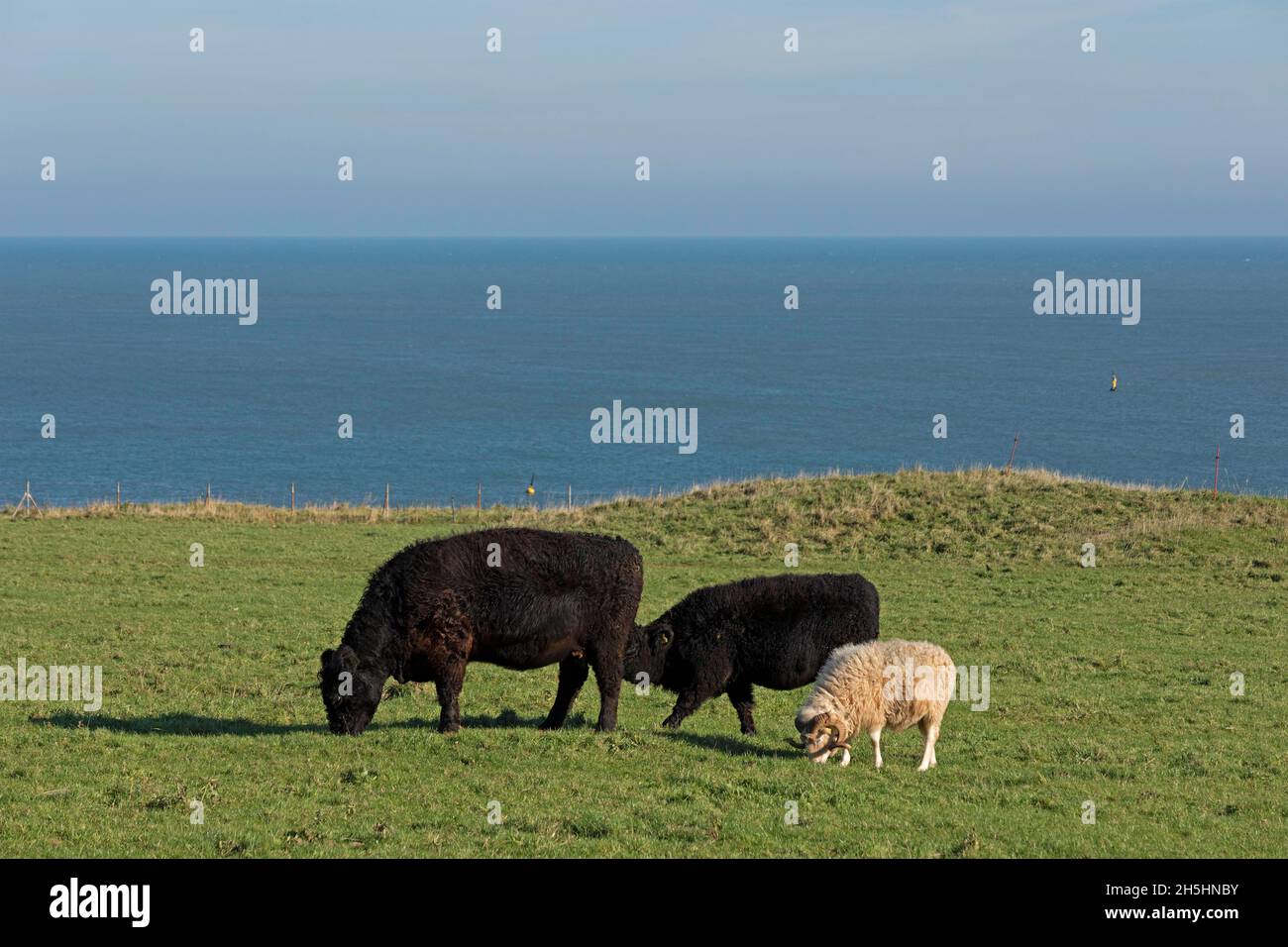 Cattle and rams grazing together, Oberland, Helgoland Island, Schleswig ...