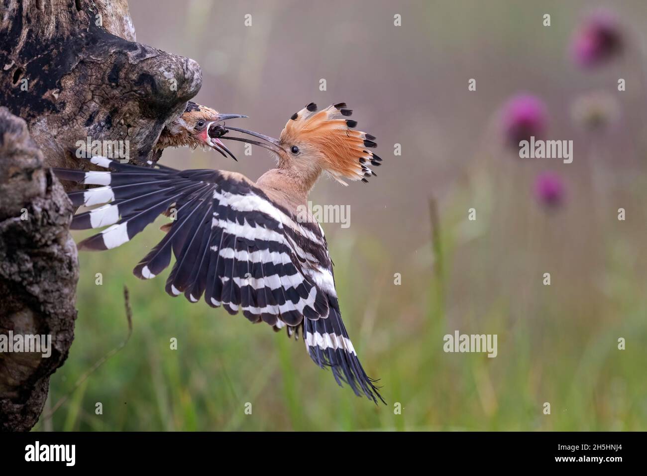 Hoopoe (Upupa epops) Old bird feeding almost fledged young birds, old bird approaching with dung