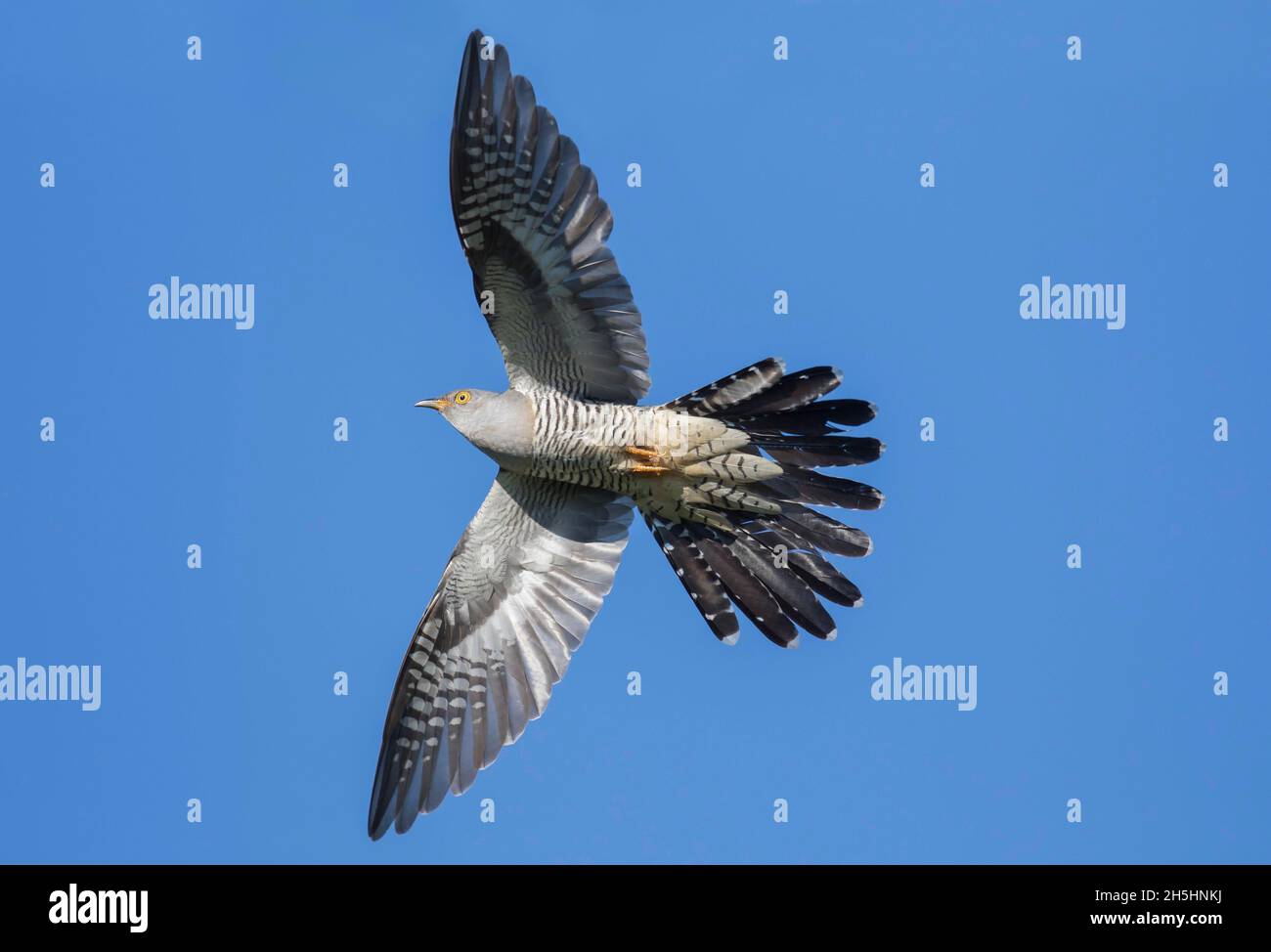 Common cuckoo (Cuculus canorus) male in flight with tail feathers ...