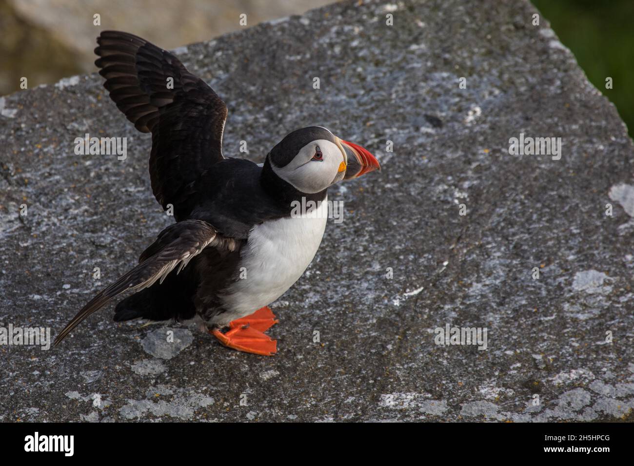 Puffin (Fratercula arctica), Runde, More og Romsdal, Norway Stock Photo