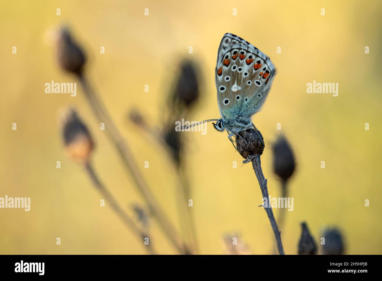 Bläuling,Schweiz,Nature,Insekt,Schmetterling *** Local Caption *** Blue,  Moth,  Buttertfly,  Nature,  Insect,  Switzerland, Stock Photo