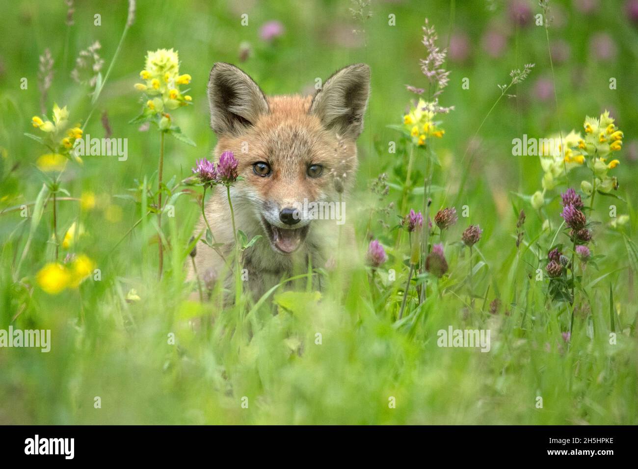 Red Fox Schweiz High Resolution Stock Photography and Images - Alamy