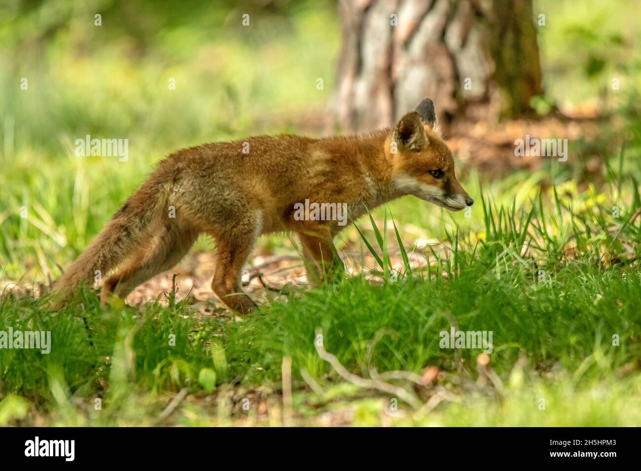 Red Fox Schweiz High Resolution Stock Photography and Images - Alamy