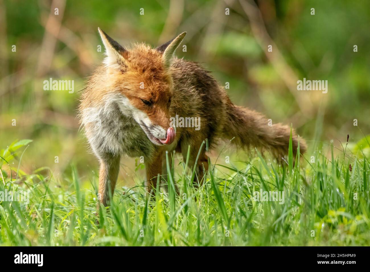 Red Fox Schweiz High Resolution Stock Photography and Images - Alamy