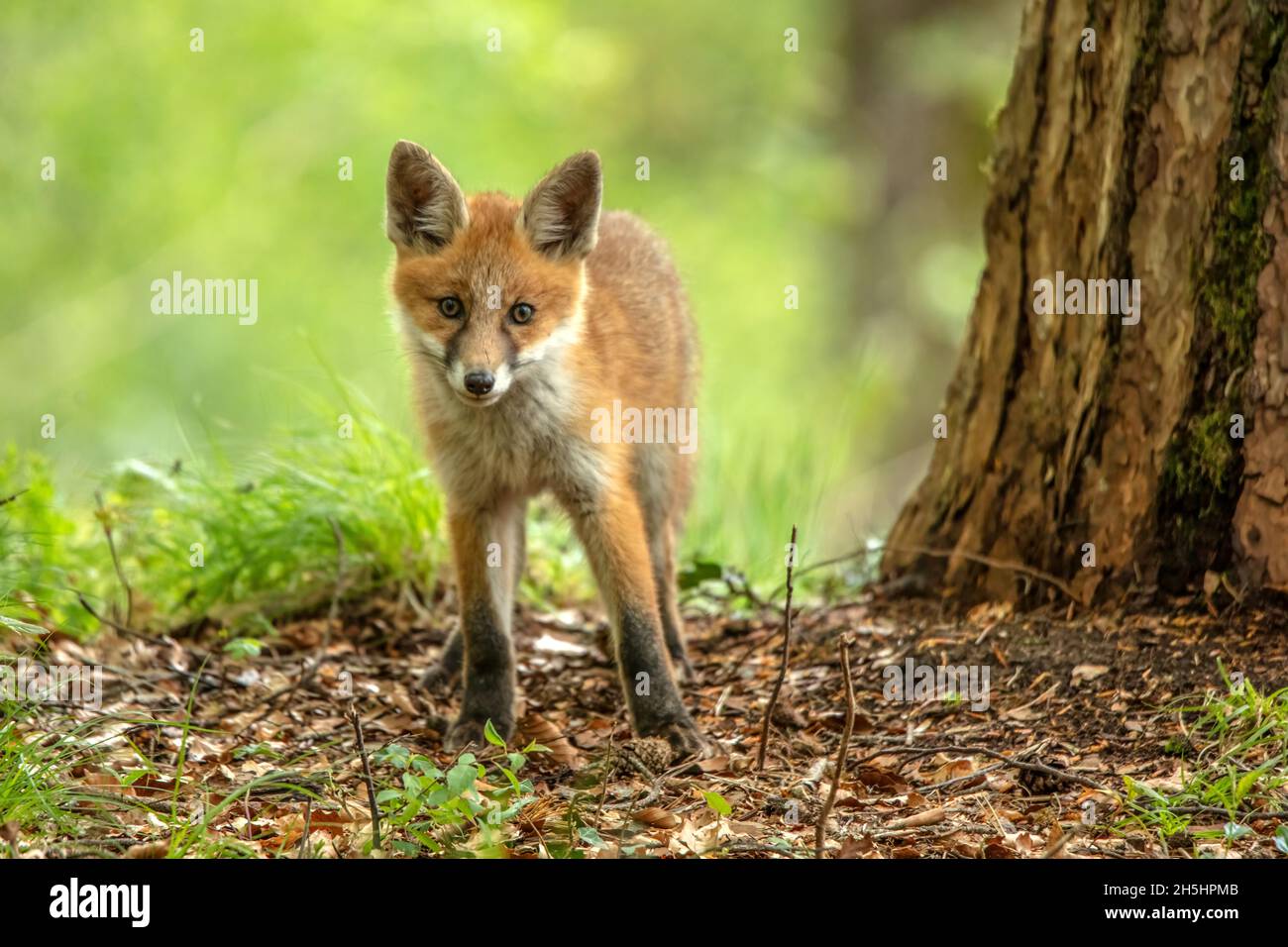 vulpes-vulpes-fuchs-rotfuchs-natur-schweiz-wild-s-ugetier-local